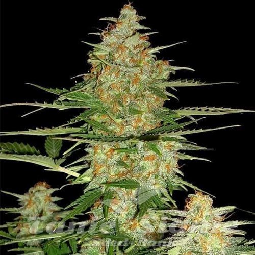60 Day Wonder