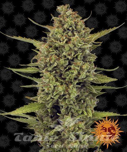 Nasiona Marihuany Acapulco Gold - BARNEY’S FARM