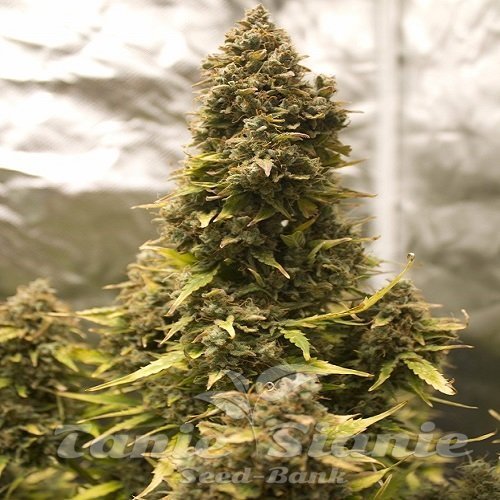 Afghan Kush