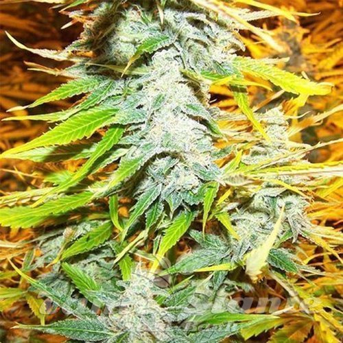 Amnesia Kush (Fast Version)