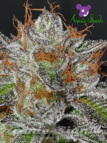 Nasiona Marihuany Bruce Banner # 3 - ANESIA SEEDS