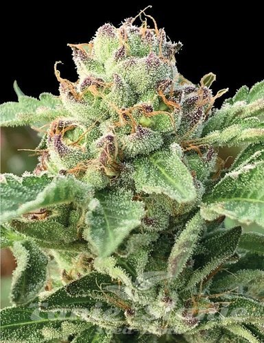 Apple Blossom - HUMBOLDT SEED COMPANY
