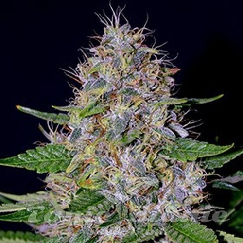 Nasiona Marihuany Apple Crumble - G13 LABS