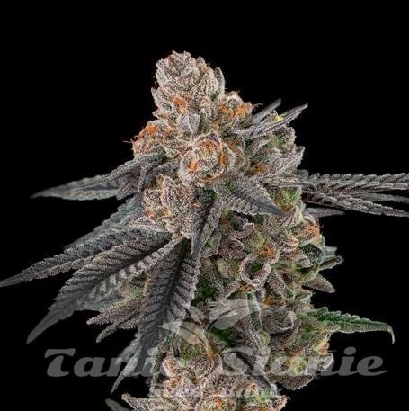 Apples & Bananas S1 - ELEV8 SEEDS