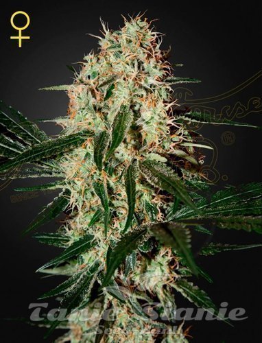 Nasiona Marihuany Arjan's Haze #3 - GREEN HOUSE SEEDS