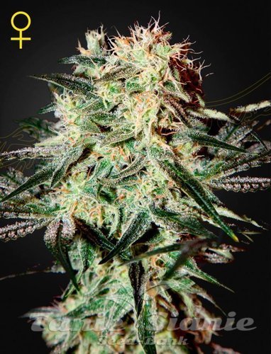 Nasiona Marihuany Arjan's Strawberry Haze - GREEN HOUSE SEEDS