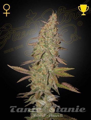 Nasiona Marihuany Arjan's Ultra Haze #1 - GREEN HOUSE SEEDS