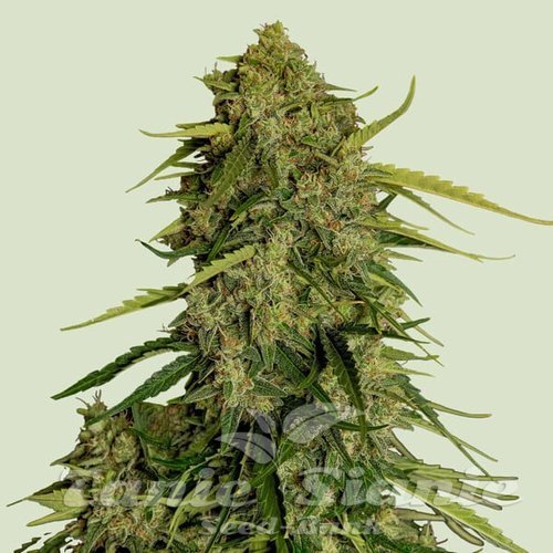 Nasiona Marihuany Atlas F1 - ROYAL QUEEN SEEDS