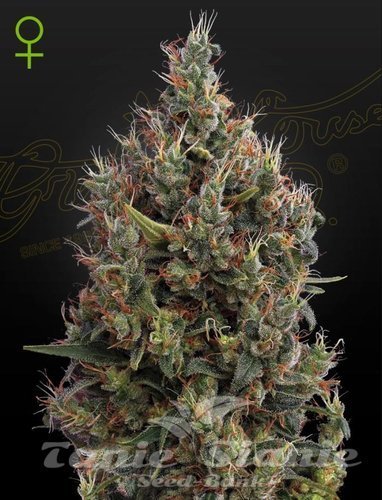 Nasiona Marihuany Auto Big Bang - GREEN HOUSE SEEDS