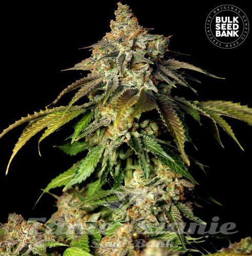 Nasiona Marihuany Auto Bruce Banner #5 - BULK SEED BANK