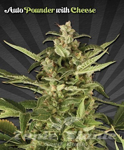 Nasiona Marihuany Auto Pounder with Cheese - AUTO SEEDS