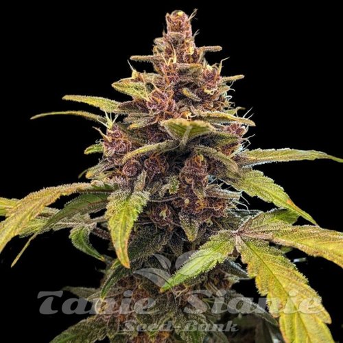 Ayahuasca Purple