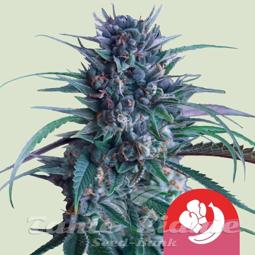 Nasiona Marihuany Banana Brawler - ROYAL QUEEN SEEDS X TYSON 2.0