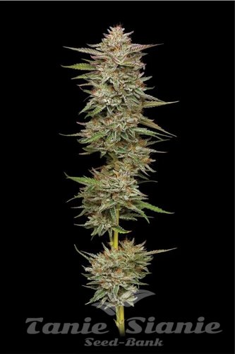 Banana OG Auto - HUMBOLDT SEED COMPANY