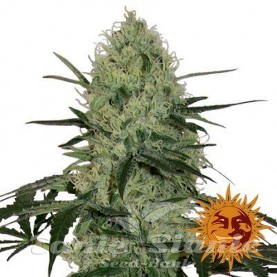 Nasiona Marihuany Tangerine Dream Auto - BARNEY'S FARM