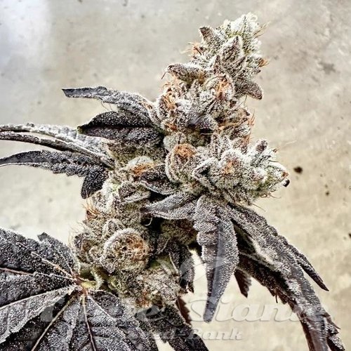 Ben & Gary's - EXOTIC GENETIX