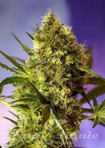 Nasiona Marihuany Big Devil Auto - SWEET SEEDS