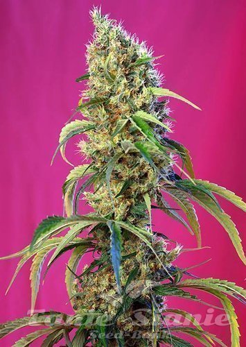 Nasiona Marihuany Black Jack CBD - SWEET SEEDS