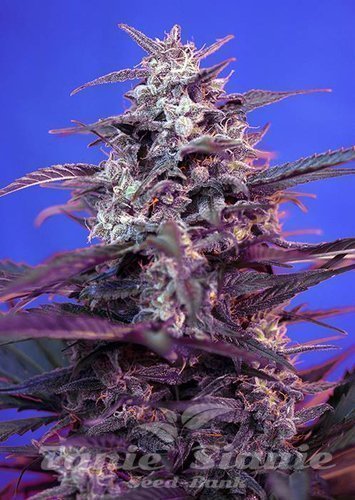 Nasiona Marihuany Bloody Skunk Auto - SWEET SEEDS