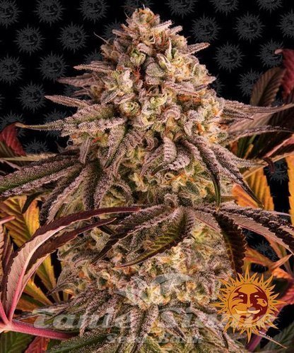 Nasiona Marihuany Blue Sunset Sherbert - BARNEY'S FARM