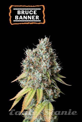 Bruce Banner Auto - SEED STOCKERS