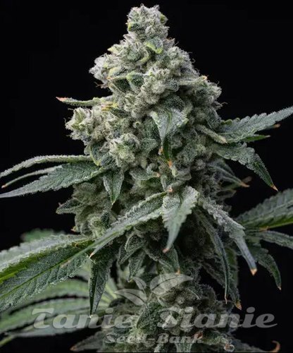 Nasiona Marihuany Bruce Banner - BARNEY'S FARM