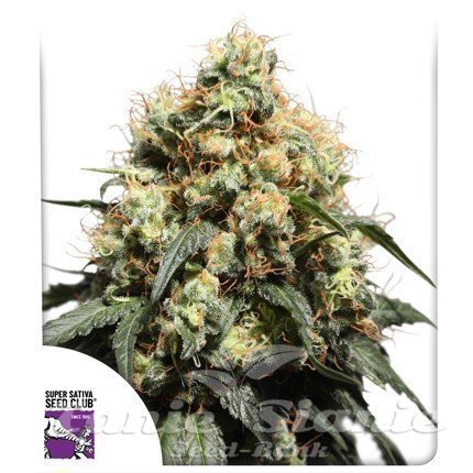 Bruce Lemon Diesel - Super Sativa Seed Club