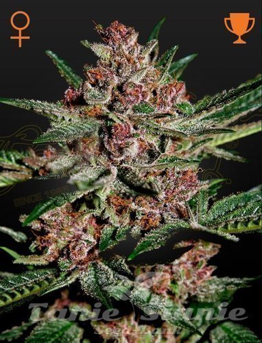 Nasiona Marihuany Bubba Kush - GREEN HOUSE SEEDS