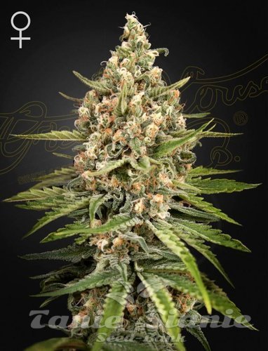 Nasiona Marihuany Bubba Slush - GREEN HOUSE SEEDS