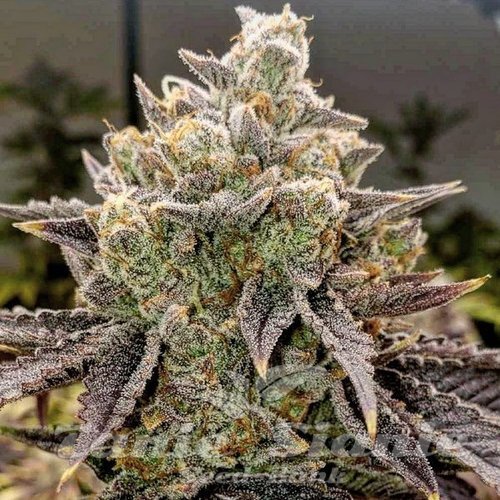 Bubble Gummy Auto - ETHOS GENETICS