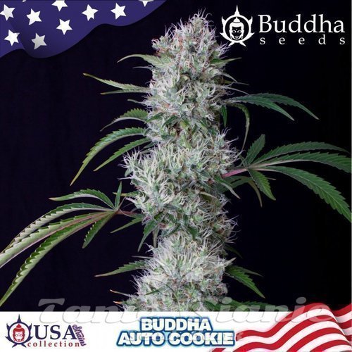 Nasiona Marihuany Buddha Cookie Auto - BUDDHA SEEDS