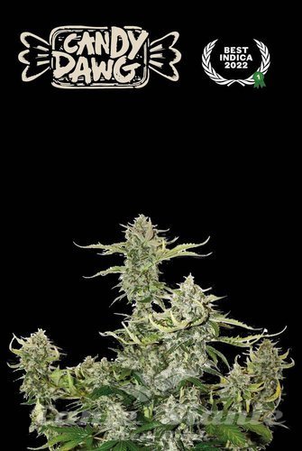 Candy Dawg Auto - SEED STOCKERS