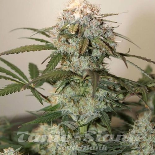 Caramel King Auto