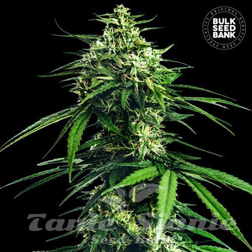 Nasiona Marihuany CBD Indica King - BULK SEED BANK
