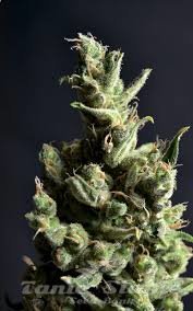 Nasiona Marihuany Amnesia - CBD Seeds