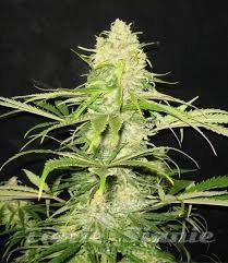 Nasiona Marihuany Critical - CBD Seeds
