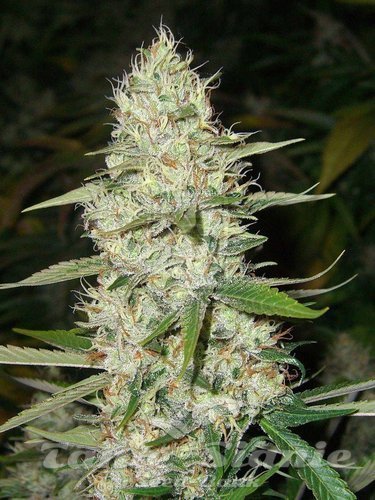 Nasiona Marihuany CBD Super Silver Haze (Odmiana Medyczna)