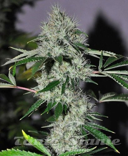 Nasiona Marihuany Chem #4 OG - THE CALI CONNECTION