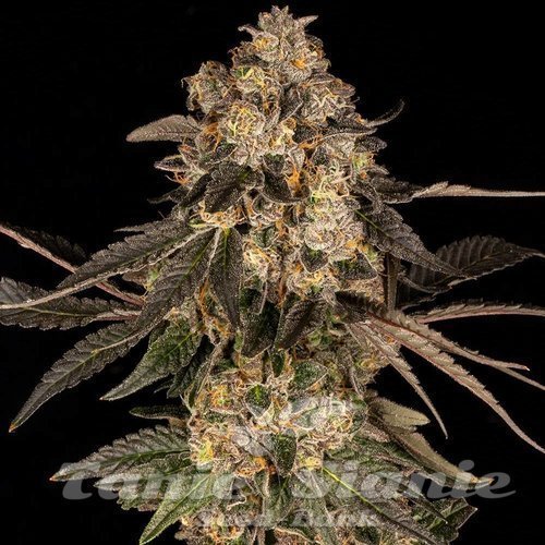 Cherry Fritter - COOKIES SEEDS