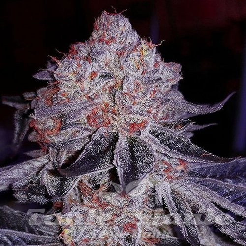 Cherry Gar-See-Ya R1 - ETHOS GENETICS
