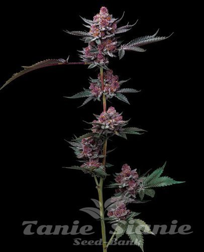 Nasiona Marihuany Cherry Poppers - BARNEY'S FARM