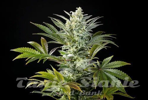 Nasiona Marihuany Clementine Slush - KANNABIA SEED