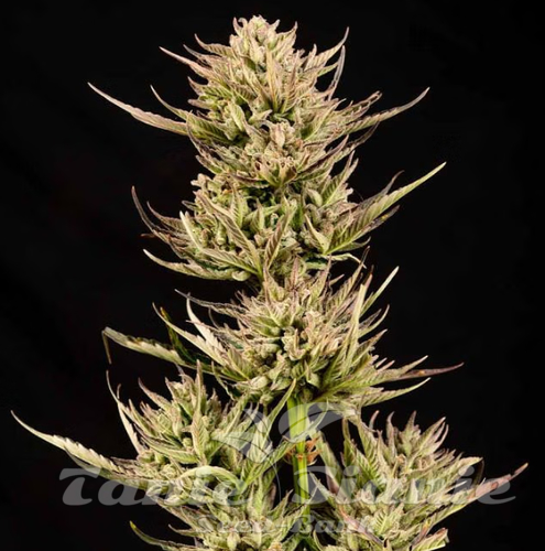 Nasiona Marihuany Cookie Apple OG F1 Auto - SEEDSMAN