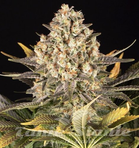 Cookies Cake - BIOGENETIC