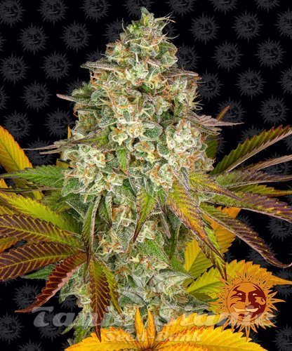 Nasiona Marihuany Cookies Kush Auto - BARNEY'S FARM