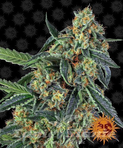 Nasiona Marihuany Cookies Kush - BARNEY’S FARM