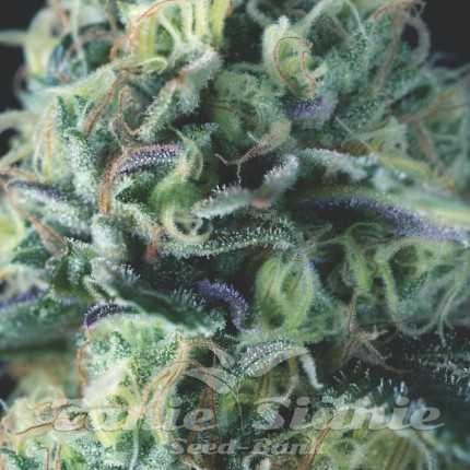 Nasiona Marihuany Cookies USA Auto - PYRAMID SEEDS