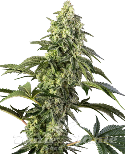 Nasiona Marihuany Cosmic Kiss - SENSI SEEDS