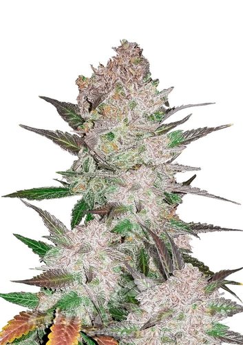 Nasiona Marihuany Cream Cookies Auto - FASTBUDS