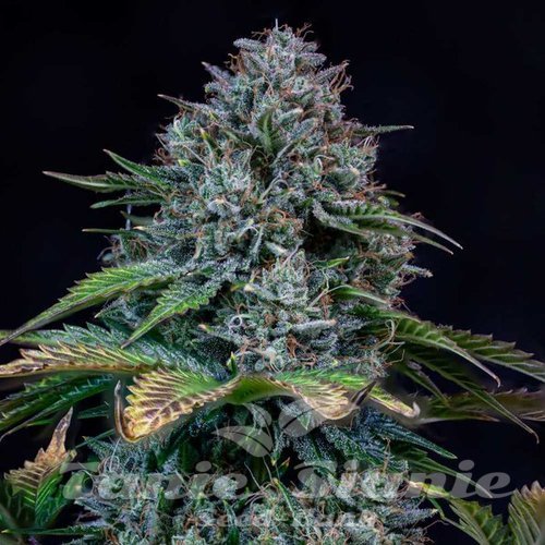 Nasiona Marihuany Creme de la Chem Auto - MEPHISTO GENETICS